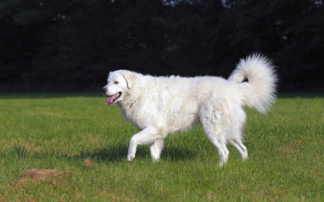 Hund Kuvasz