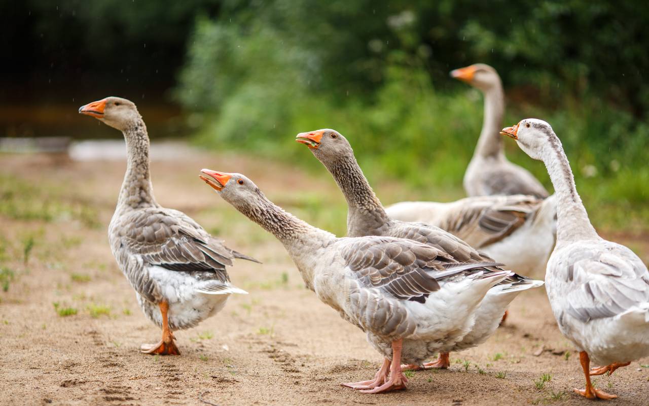 Gänse