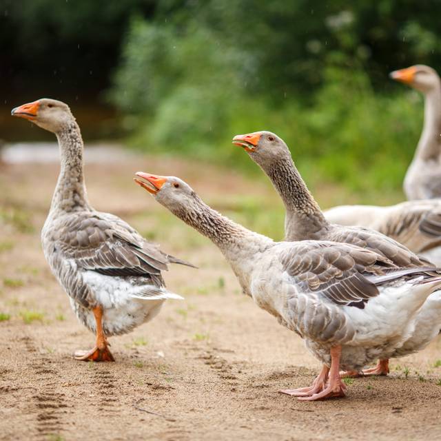 Gänse