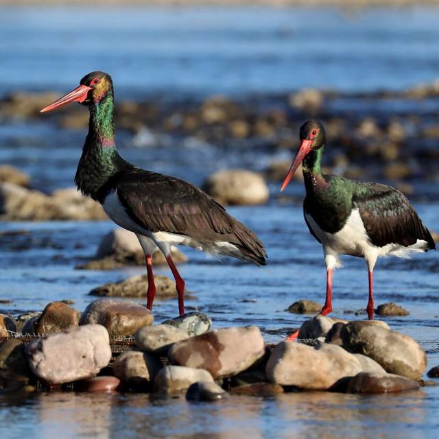 Schwarzstörche ruhen auf Steinen am Mianman-Fluss. Der Schwarzstorch ist eine Zugvogelart, die in China unter nationalem Schutz erster Klasse steht. In Ostasien gibt es nur noch weniger als 1.000 Exemplare.