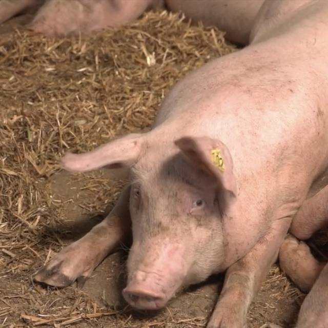 Das Sonnenschwein