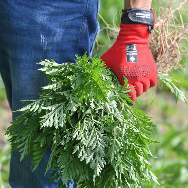 Mann hält ausgerissene Ambrosia-Pflanzen in der Hand