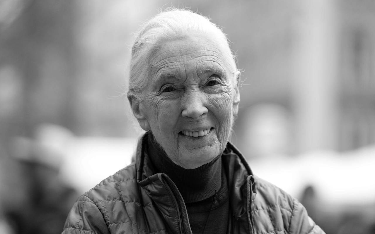 Jane Goodall