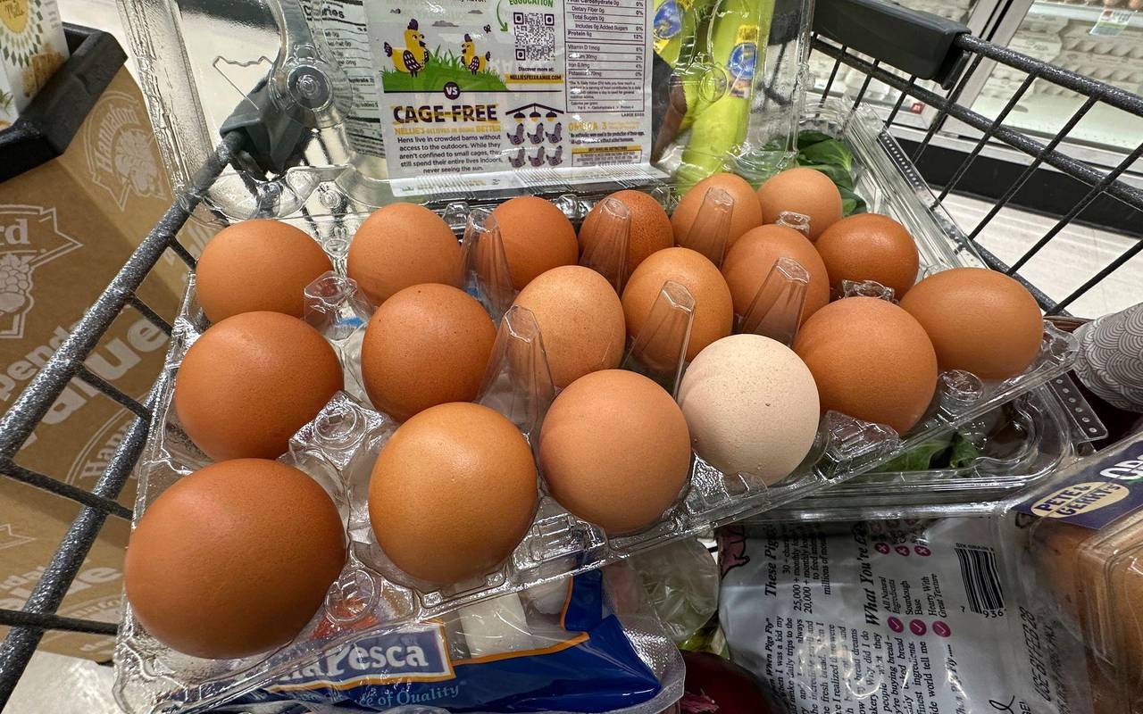 Hohe Eierpreise in den USA