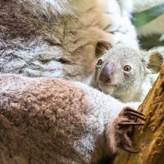 Nachwuchs bei den Koalas im Leipziger Zoo