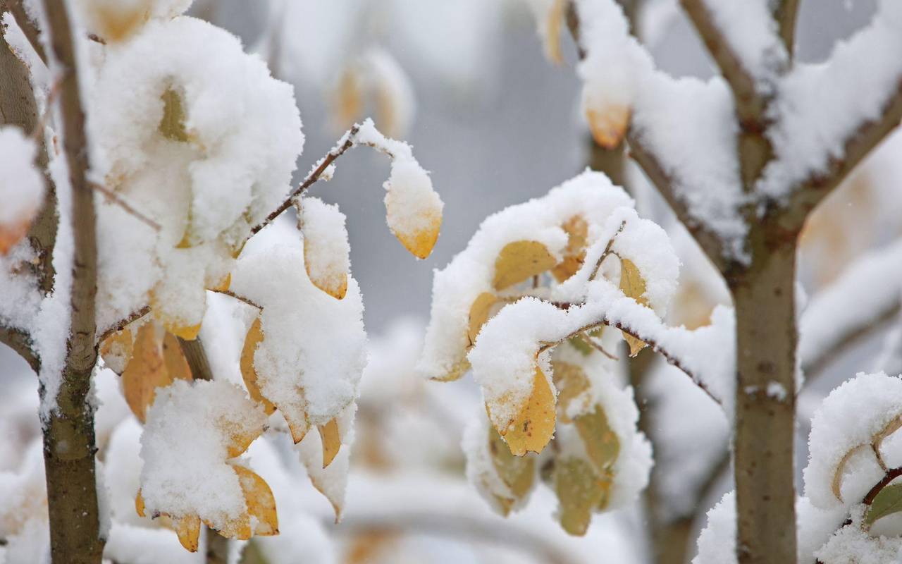 Schnee auf dem Brocken