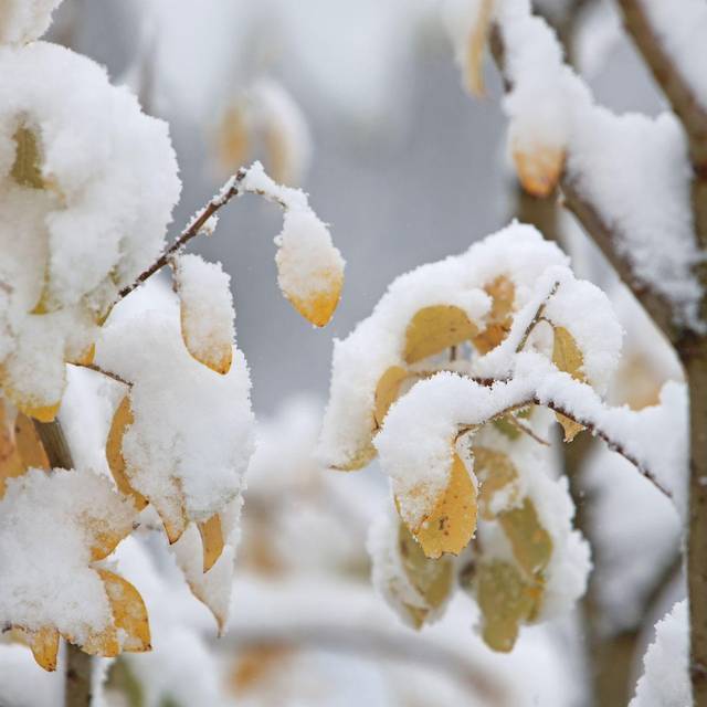 Schnee auf dem Brocken