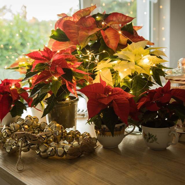 Weihnachtssterne auf einem Tisch