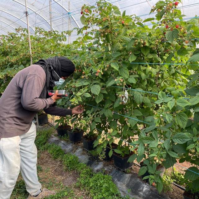 Ausbeutung von Migranten in Portugal