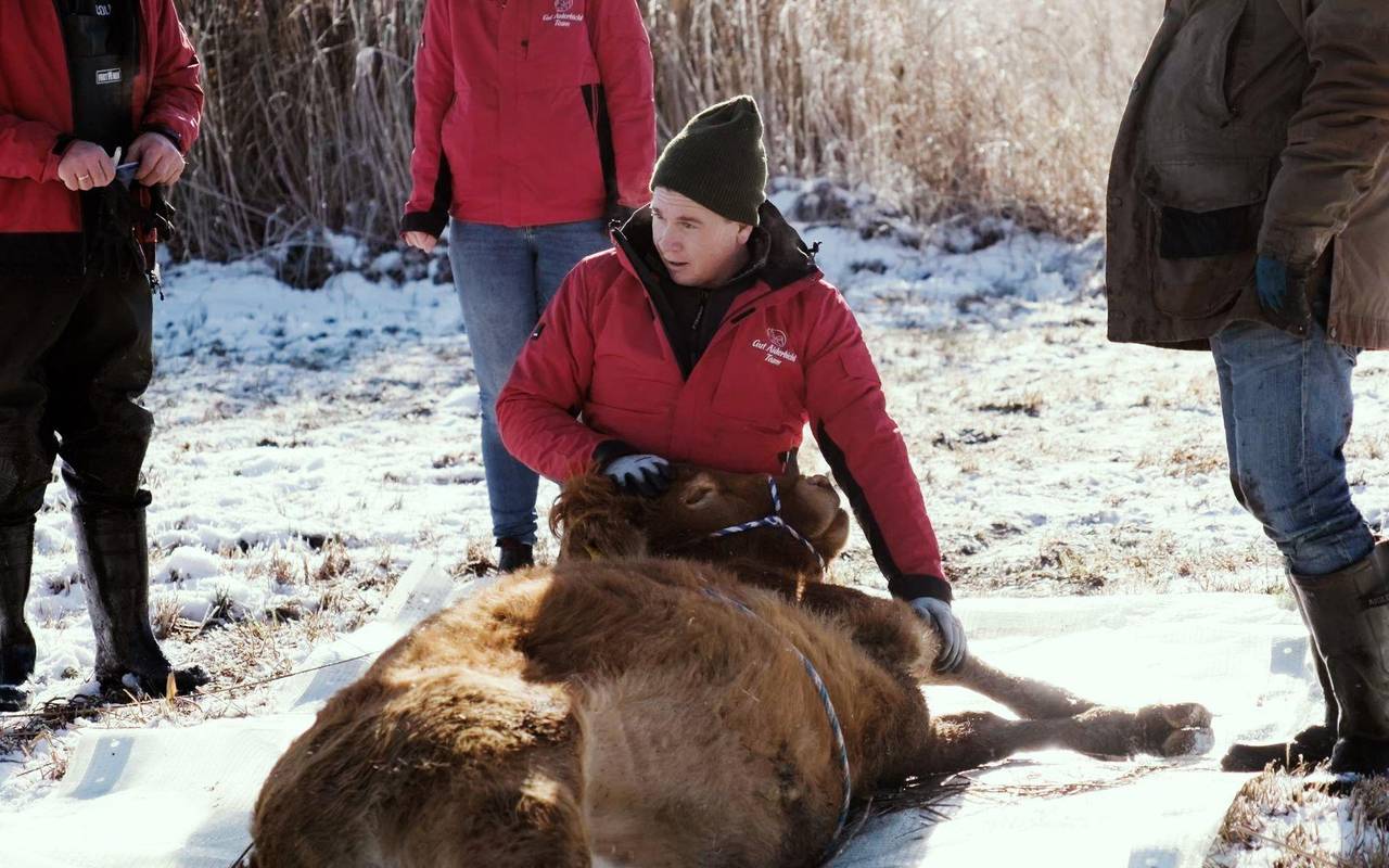 Flüchtige Kuh Arielle eingefangen