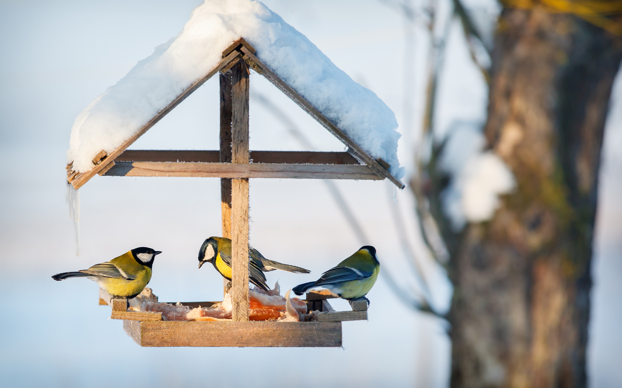Vögel füttern im Winter