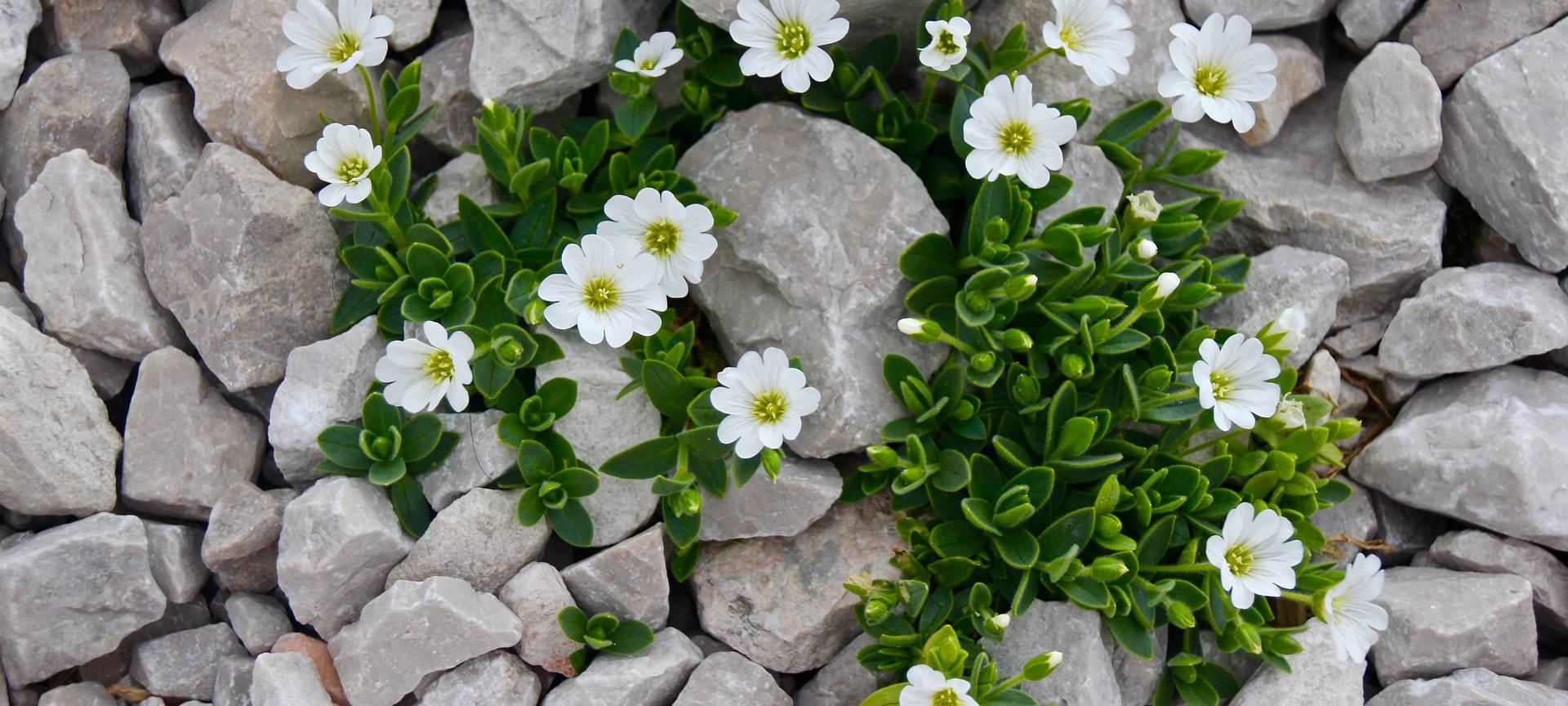 Steingärten sollen auf den Prüfstand
