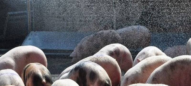Schweinepest: Kreis ist wachsam