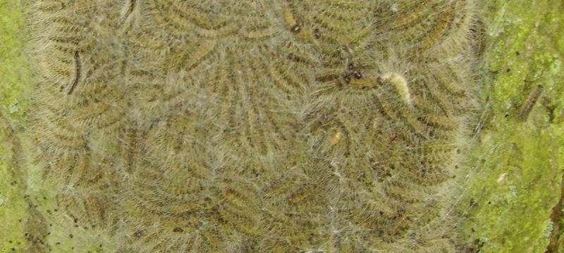 Gespinste in Witten (noch) harmlos