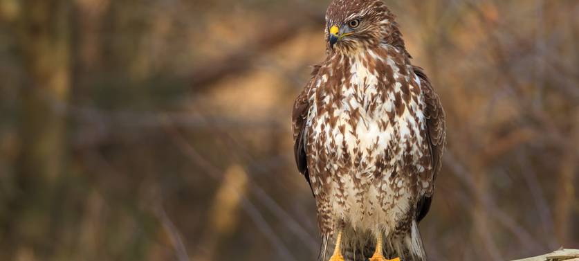 Paasmühle öffnet die Türen