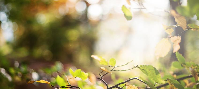 "10+1 Bäume für die Opfer des NSU"-Aktion in Witten