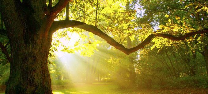 Aktion Klimabäume kommt gut an