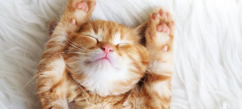 Tiertafel Ennepetal unterstützt Tierhalter(innen)