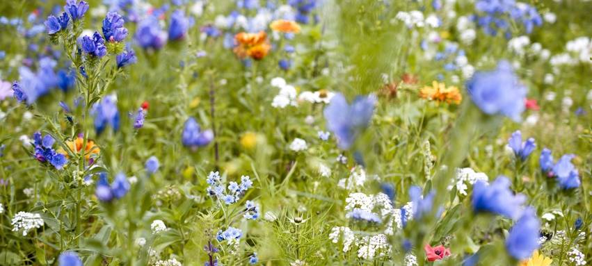 Naturschutzbund fordert mehr Blühpflanzen