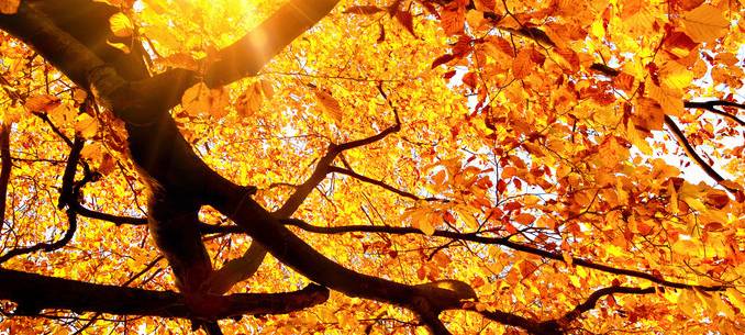 Kostenlose Laubaktion findet wieder statt