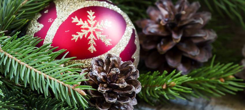 Witten verschenkt Weihnachtsbäume