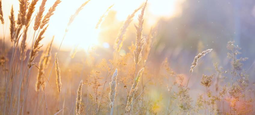 Landwirtschaft wirft weniger ab