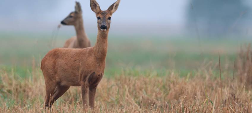 Rehe auf Ennepetaler Friedhöfen