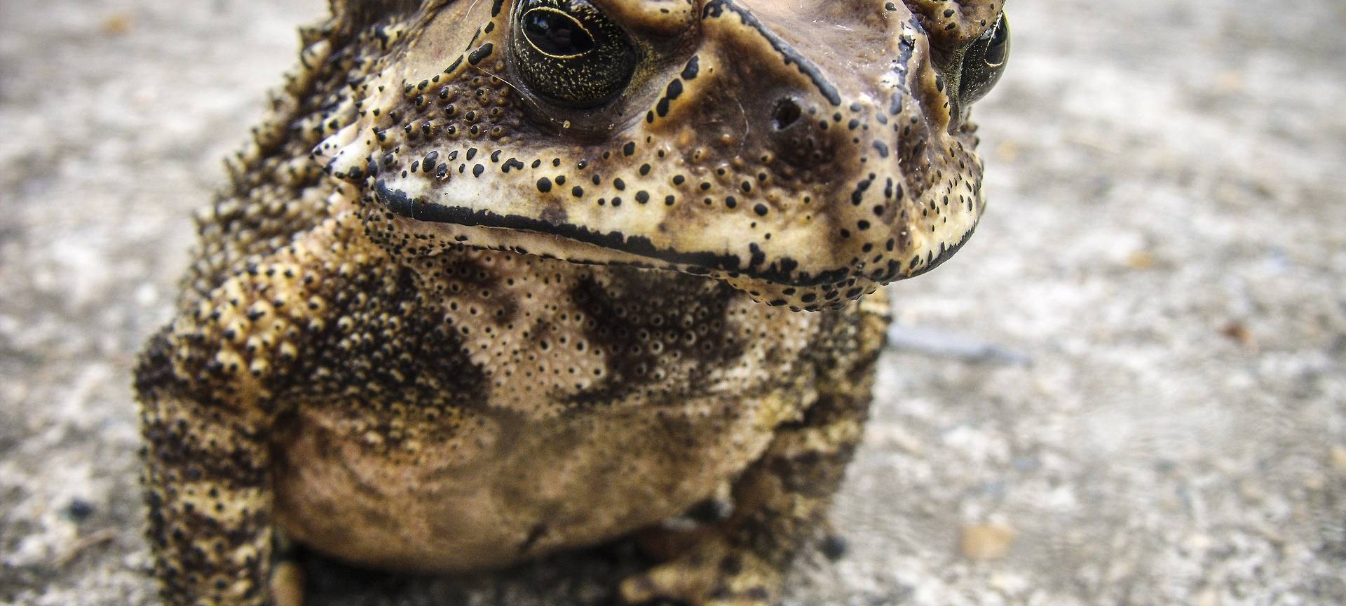 Amphibien-Zäune werden dieses Jahr früher aufgestellt