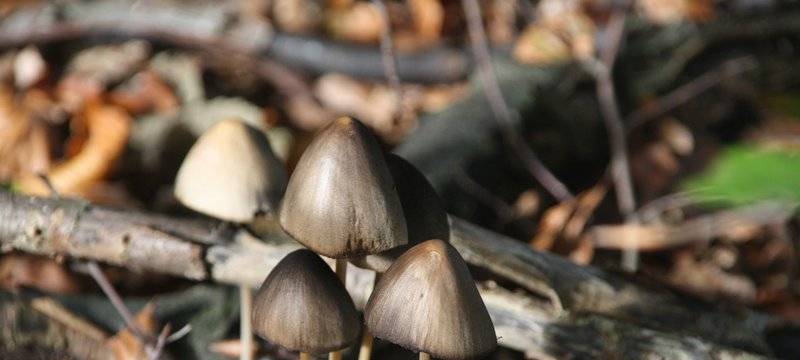 Bauantrag für Waldkita in Hattingen