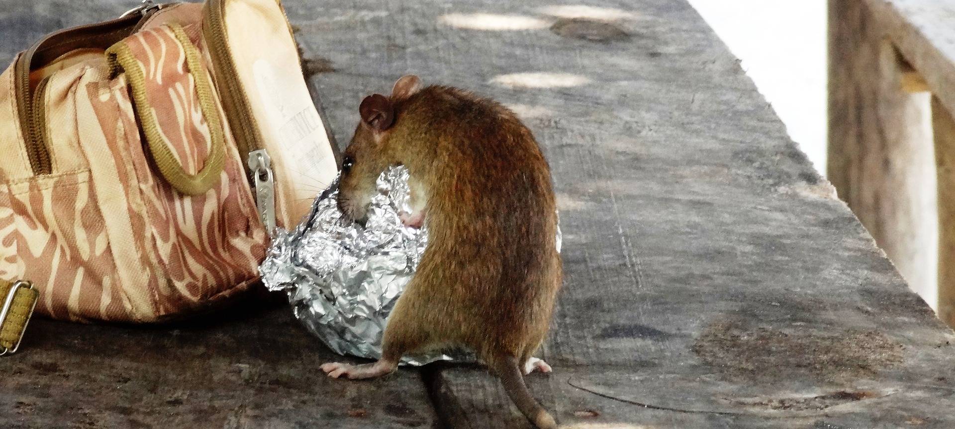 Stadt Herdecke will Ratten vorbeugen