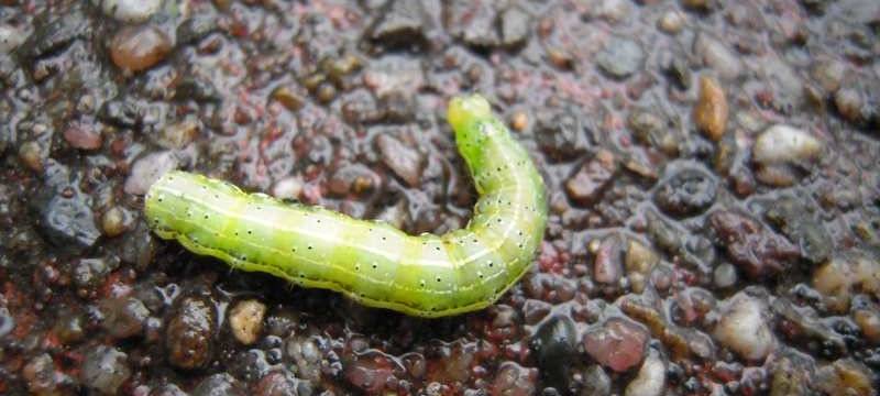 Zwei Spielplätze wegen Raupenbefalls gesperrt