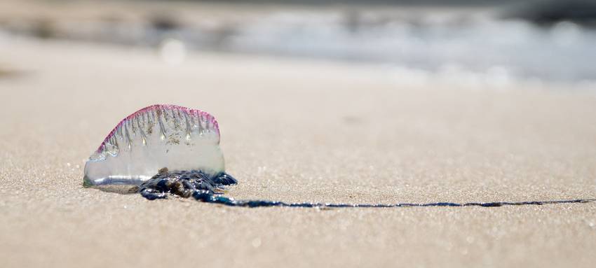 Rundweg zur Urgeschichte der Region