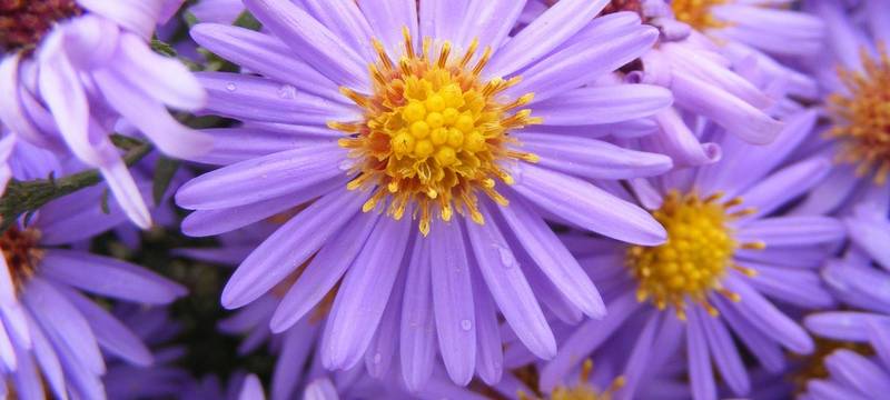 Größtes Frühlingsfest in der Geschichte Herdeckes startet