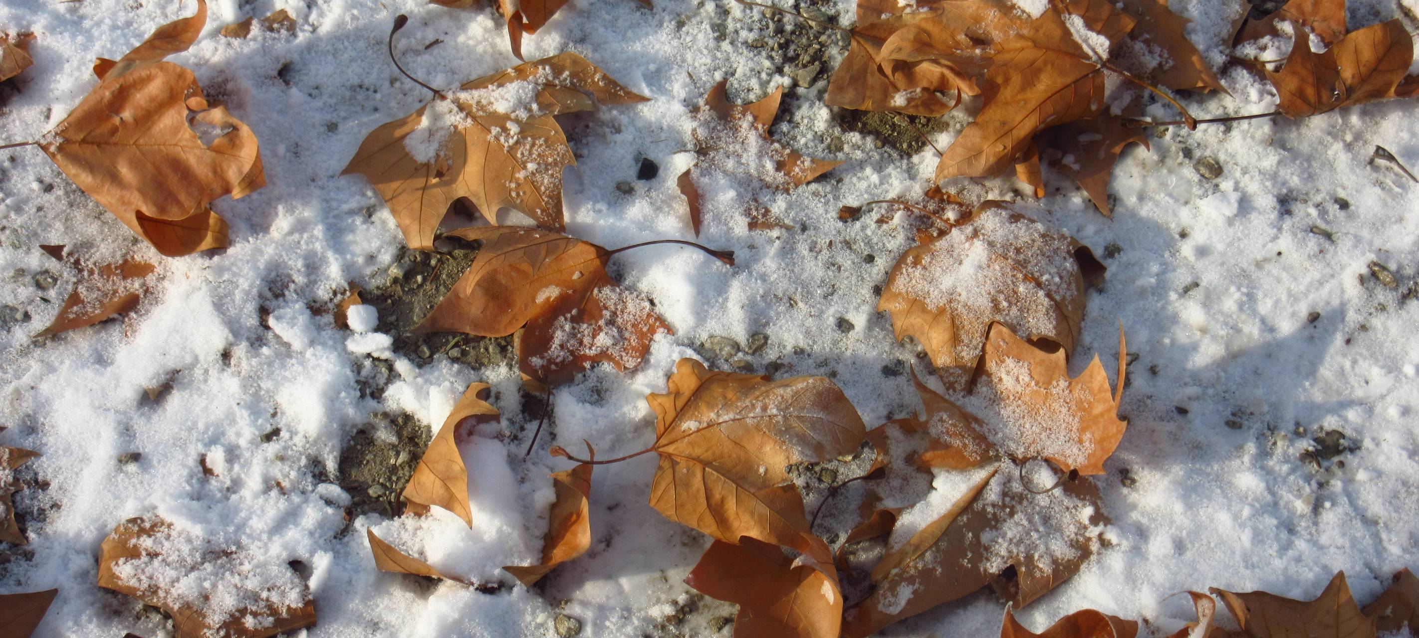 Wenn der Schnee auf Laub fällt, ist der Herbst eindeutig vorbei (Symbolbild).
