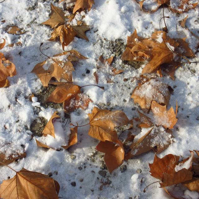 Wenn der Schnee auf Laub fällt, ist der Herbst eindeutig vorbei (Symbolbild).