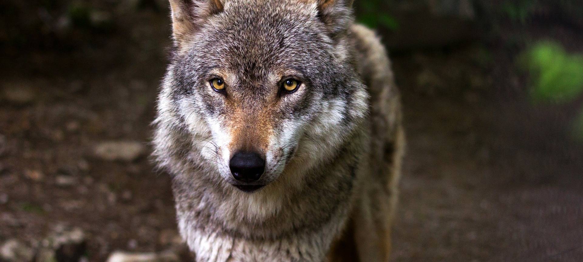 Wolfssichtungen in mehreren Städten