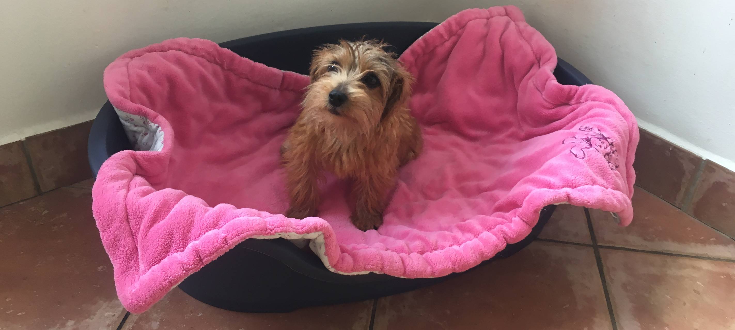 Tierpensionen im Ennepe-Ruhr-Kreis