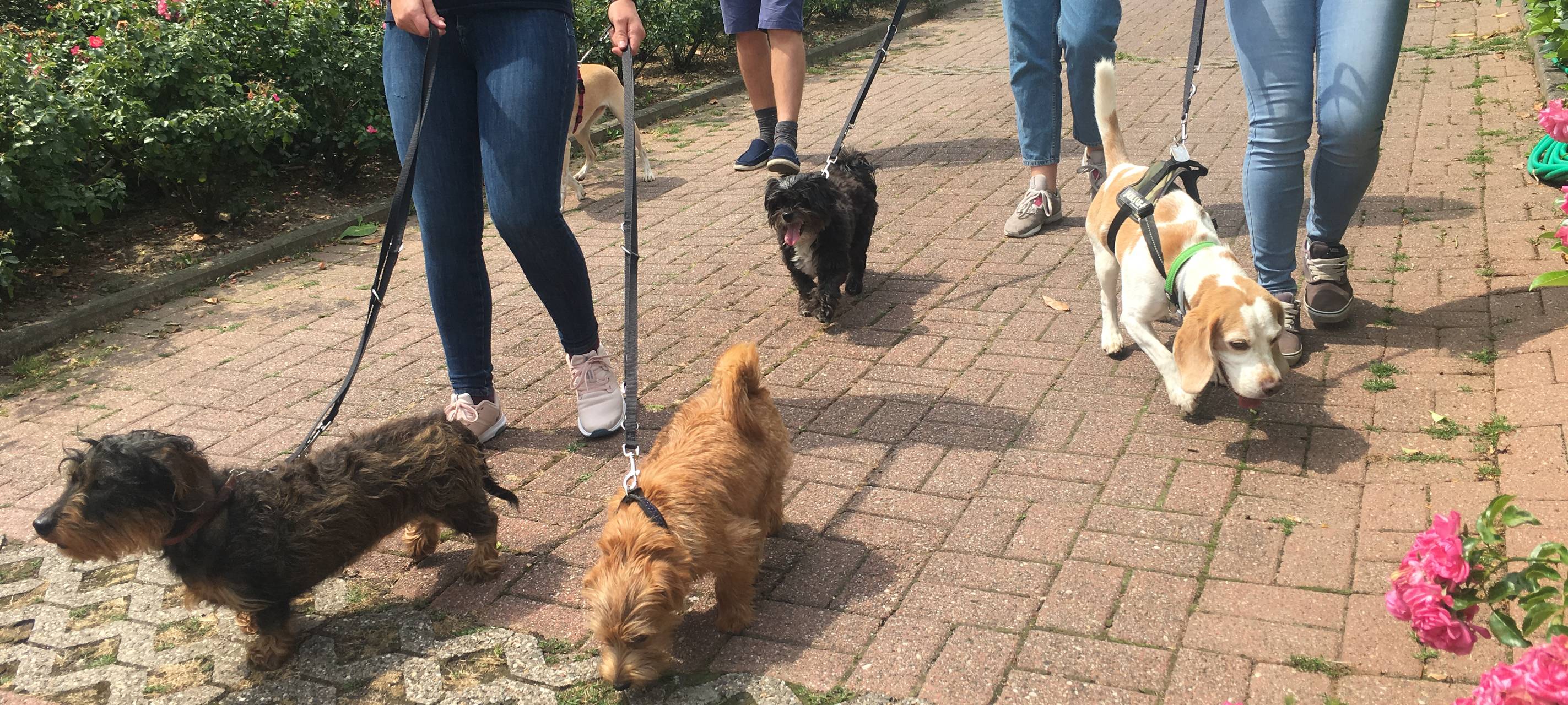 Tierbetreuung im Urlaub