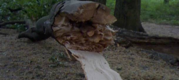 Wälder im schlechten Zustand