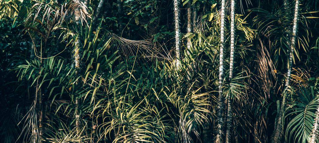 Eine Reise um die Welt