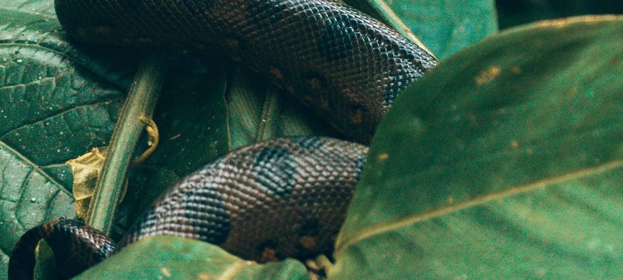 Eine Reise um die Welt