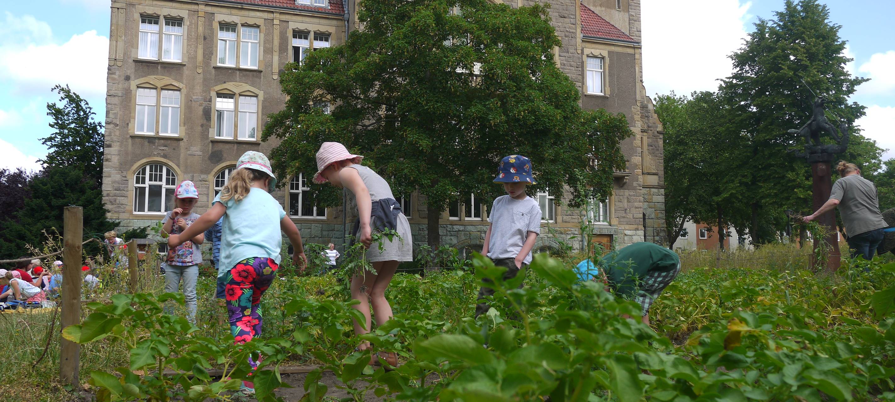 Kartoffelernte am Rathaus beginnt