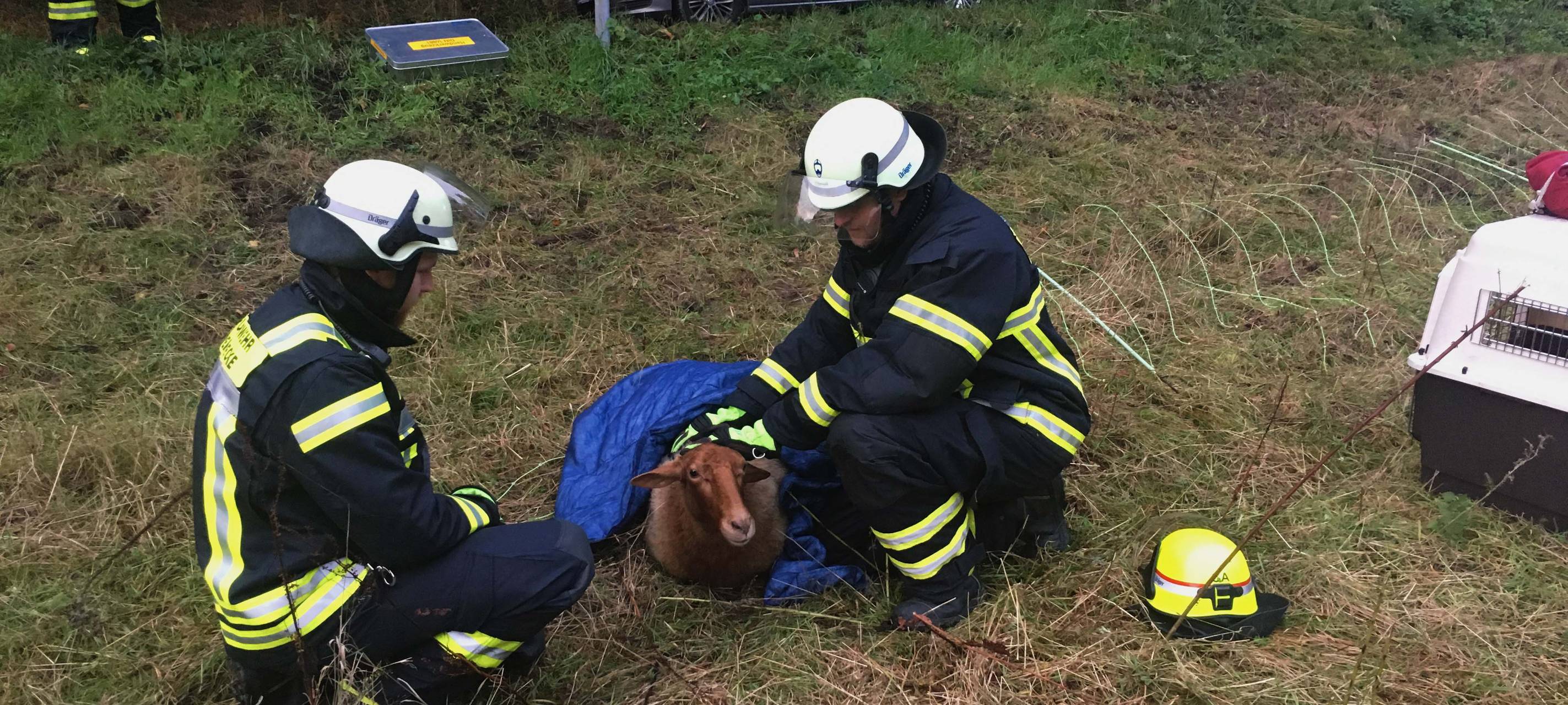 Feuerwehr rettet Schafherde