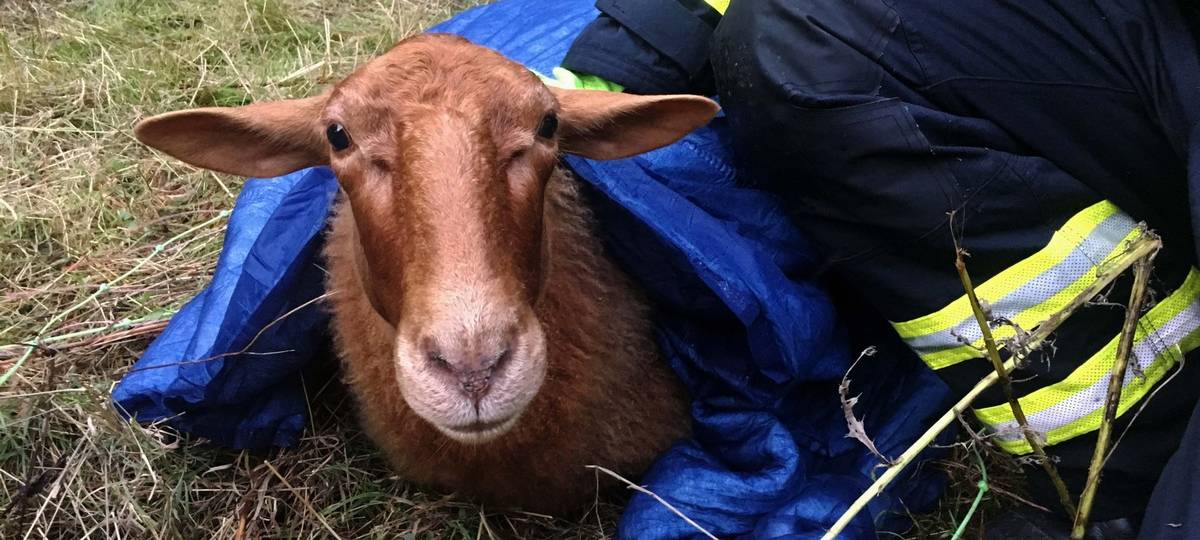 Feuerwehr rettet Schafherde