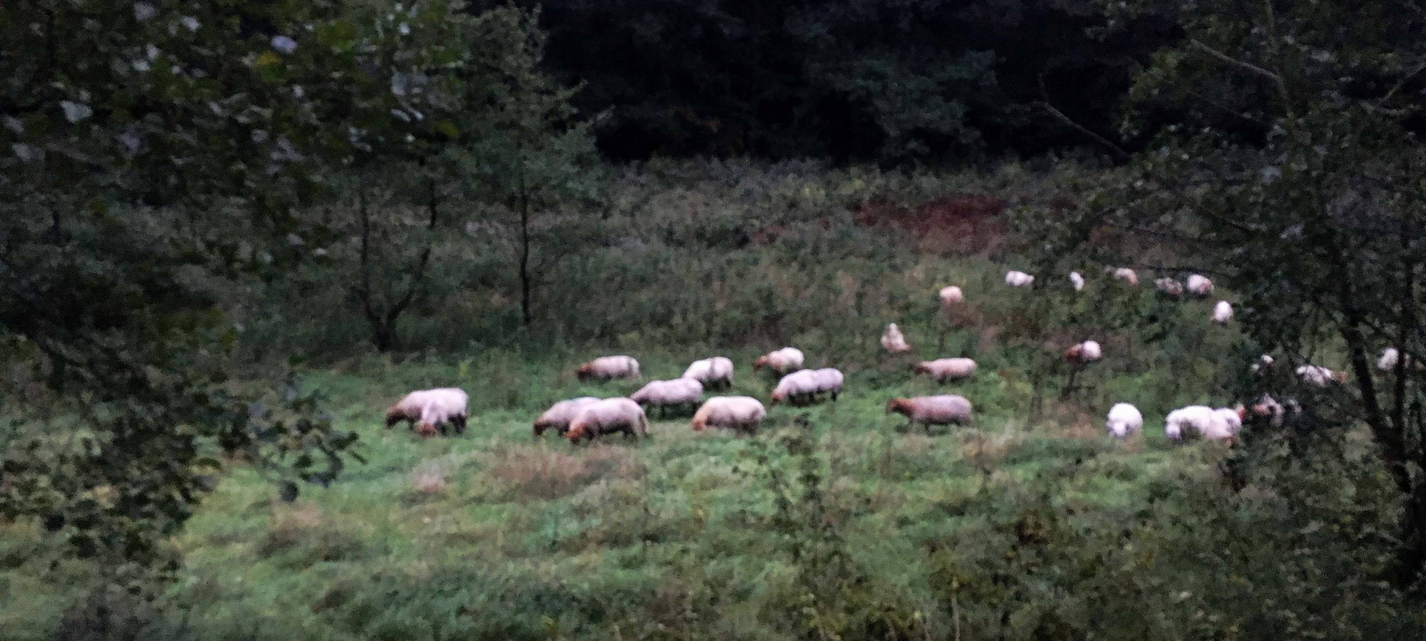 Feuerwehr rettet Schafherde