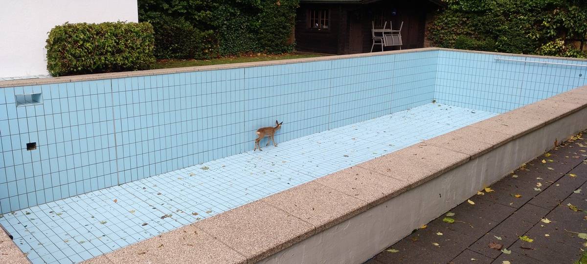 Feuerwehr rettet Reh aus Swimmingpool
