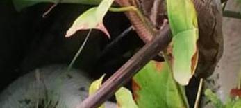 Toter Königspython an der Ruhr entdeckt