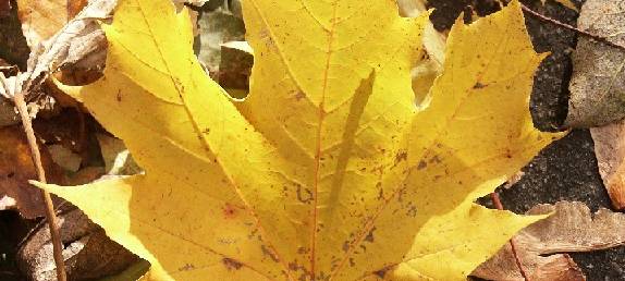 EN-Kreis: 2. Herbstlaub-Aktion startet