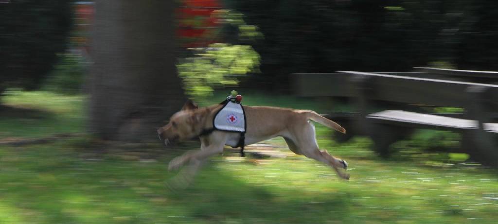 DRK mit Katastrophenschutzübung zufrieden