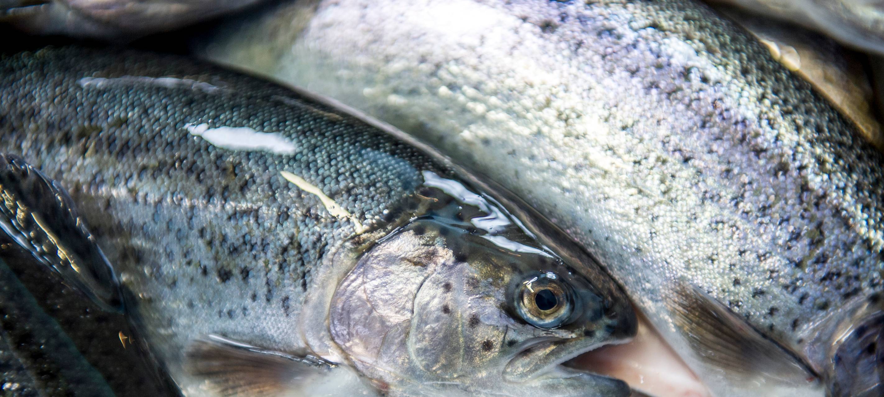 Kreis reagiert auf Hinweise von Tierschützern